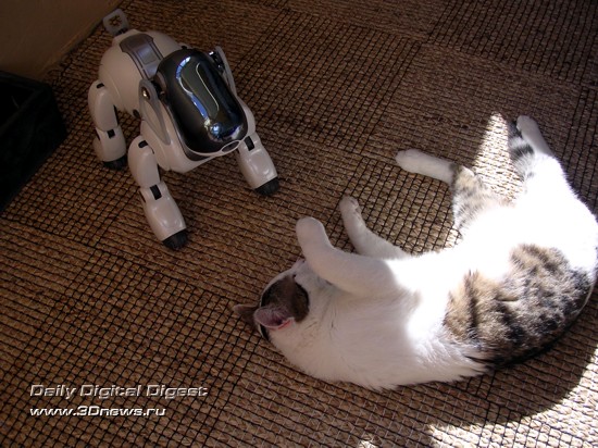 Sony Aibo and cat