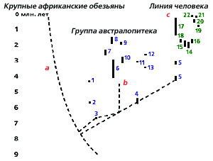 современное древо эволюции человека