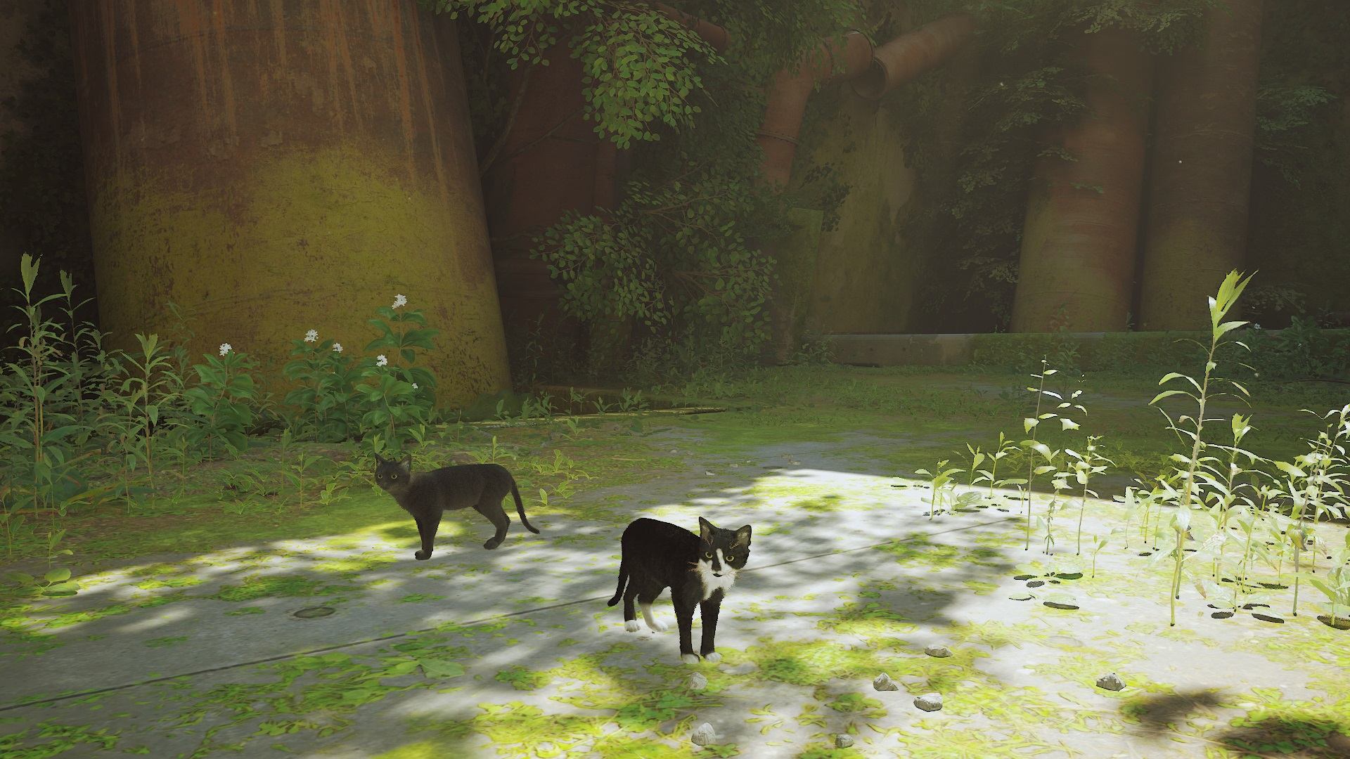 Stray черный кот. Котик из игры Stray. Кот СТРЕЙ игра черный. Красивые скрины Stray.