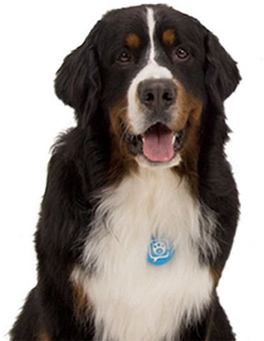 Canine Twitterer Canine Twitterer