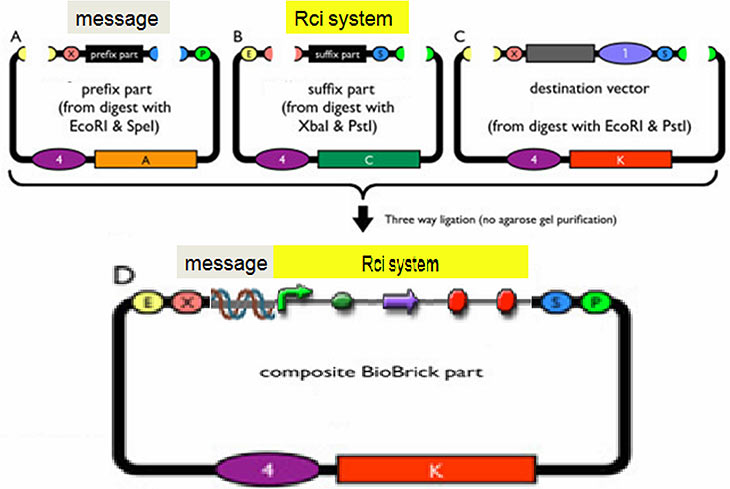 Проект Bioencryption
