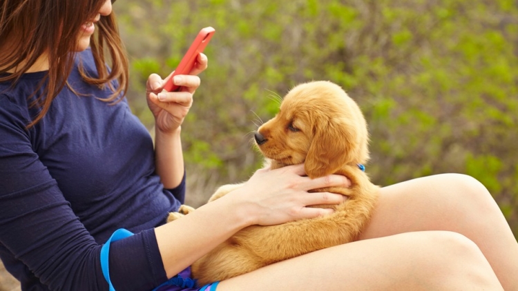Google Lens научили разбираться в породах собак и кошек