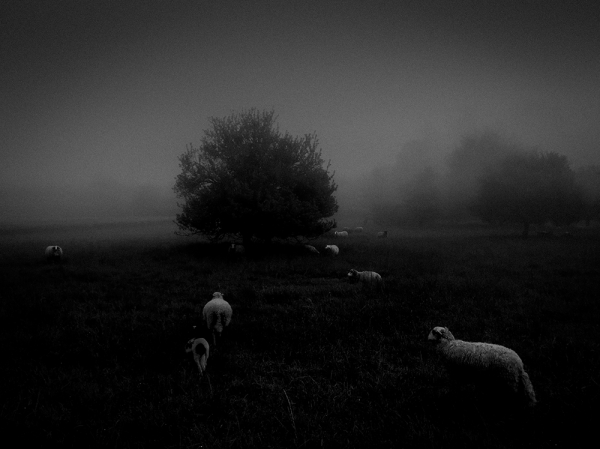  Первое место &mdash; природа. Шюкрю Мехмет Омур. Франция. 