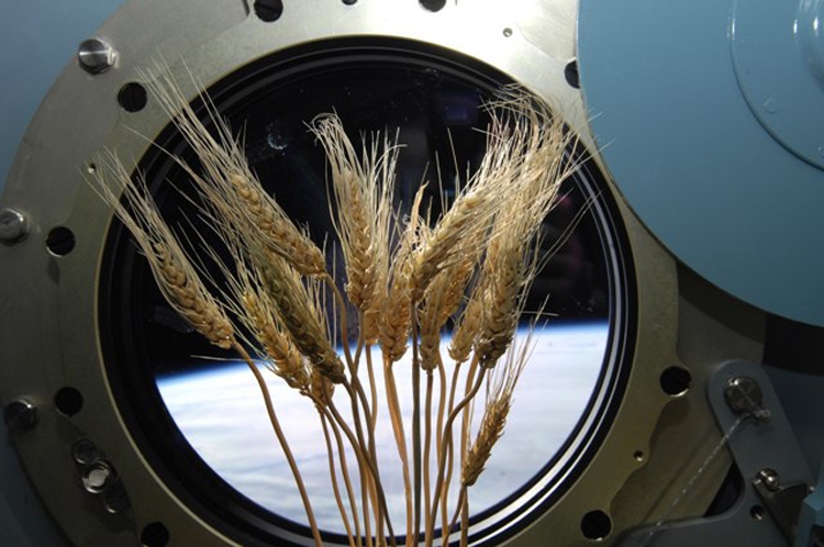 Предложенная в РФ технология поможет выращивать растения в космосе"