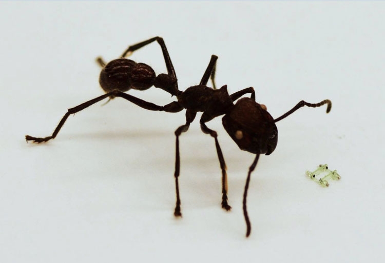 Четвероногий робот-малютка размером с голову муравья бегает со скоростью 134 метра в час"