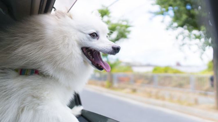 Cars and a dog bee32 | iStock | Getty Images