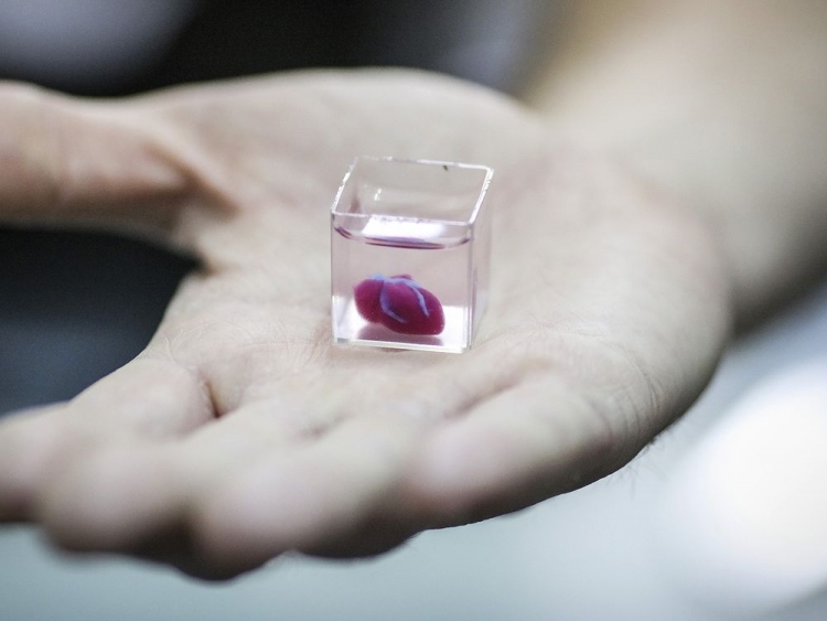 Учёные из Израиля напечатали живое сердце на 3D-принтере