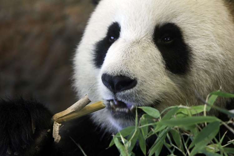 В Китае используют технологию распознавания лиц для идентификации панд"