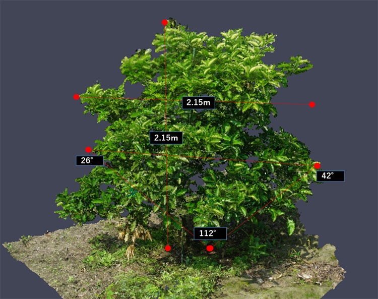 3D-изображение кроны фруктового дерева для анализа и выработки рекомендаций по формирвоанию (NEC)