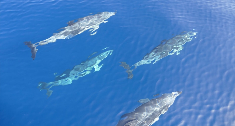 Учёные предлагают использовать животных для мониторинга океанов"