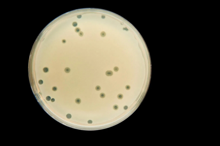 Фаг уничтожает бактерии в чашке Петри