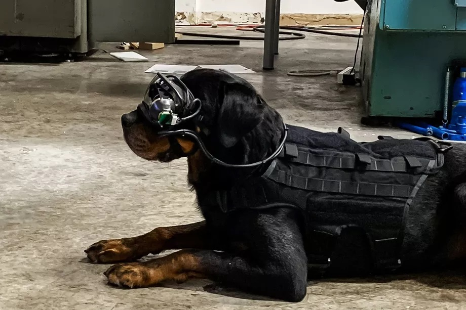 Армия США начала тестировать очки дополненной реальности для собак