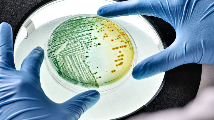 Ученые «программируют» живые бактерии для хранения данных