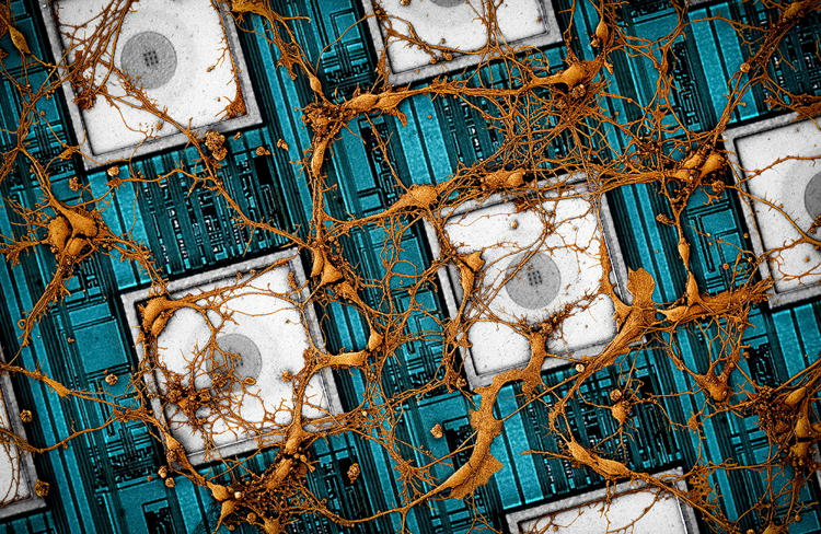 Samsung предложила «скопировать и вставить» мозг в нейроморфные чипы