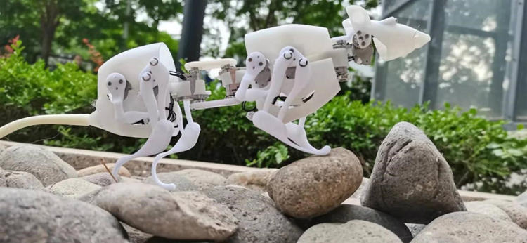 В Китае построили похожего на крысу юркого робота SQuRo