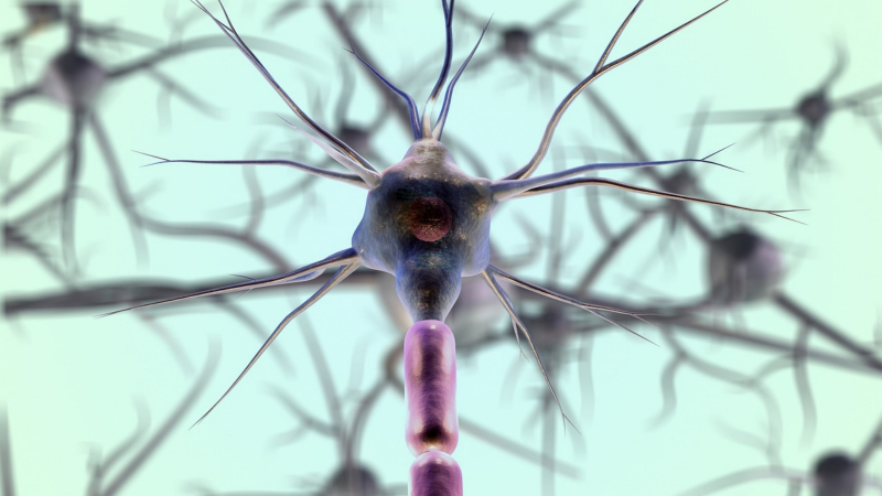  Биологически нейроны устроены довольно сложно, а структура связей между ними — ещё сложнее (источник: Pixabay) 