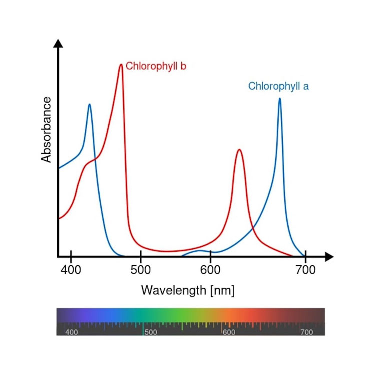  Пример спектрального поглощения хлоррофилом длин волн. Источник изображения: Daniele Pugliesi/Wikimedia Commons, CC BY-SA 