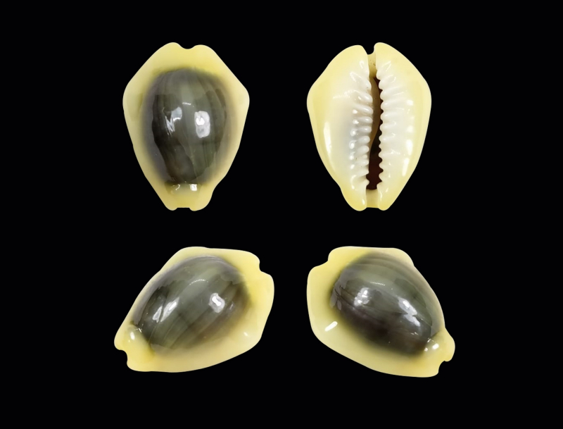  Один из видов брюхоногих моллюсков семейства каури, раковины которых особенно активно применялись в качестве товарных денег, так и называется по-латыни — Monetaria moneta (источник: Wikimedia Commons) 
