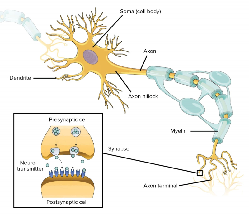  Главные компоненты нейрона и (на врезке) схема организации передачи сигнала в синаптической щели: сверху — аксонный терминал, снизу — окончание дендрита (источник: Khan Academy) 