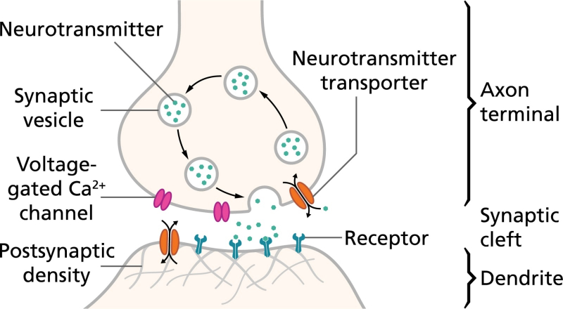  Активация биологического нейрона через синаптическую щель реализуется сложным образом, позволяющим химическим путём регулировать силу формируемого в дендрите сигнала, что соответствует переменным синаптическим весам — которых модель Маккаллока-Питтса не предусматривает (источник: The University of Queensland) 