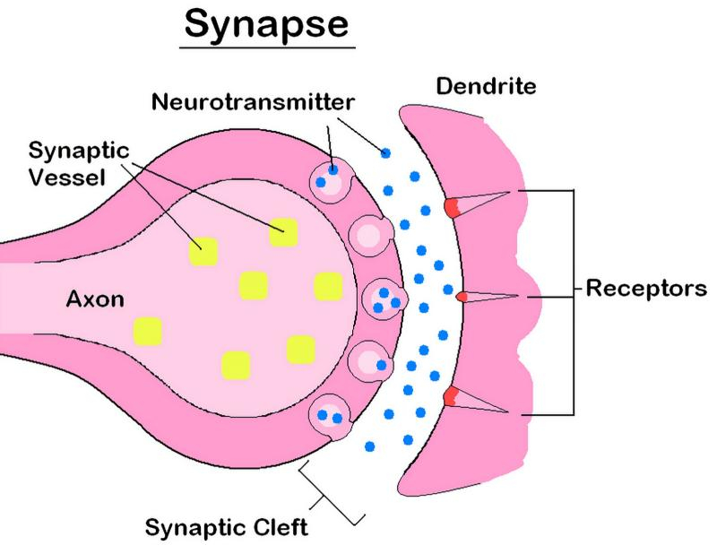  Схема действия синапса — зоны контакта между выходным отростком одного нейрона (аксоном) и входным другого (дендритом). Сигнальные молекулы — нейротрансмиттеры (они же нейромедиаторы) выделяются нейроном-передатчиком в жидкую среду синаптической щели — напрямую аксон и дендрит не соприкасаются! — и улавливаются рецепторами на стороне нейрона-приёмника (источник: University of Birmingham) 