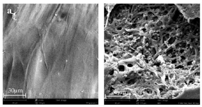  Слева пластик до заселения грибками, справа — после 30 суток разложения. Источник изображения: University of Sydney 