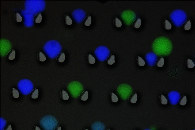  Капсулы с флуоресцентными метками. Источник изображения: Технический университет Эйндховена 