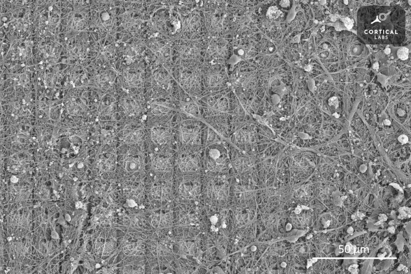  Нейроны DishBrain, растущие на массиве электродов / Источник изображения: Cortical Labs 