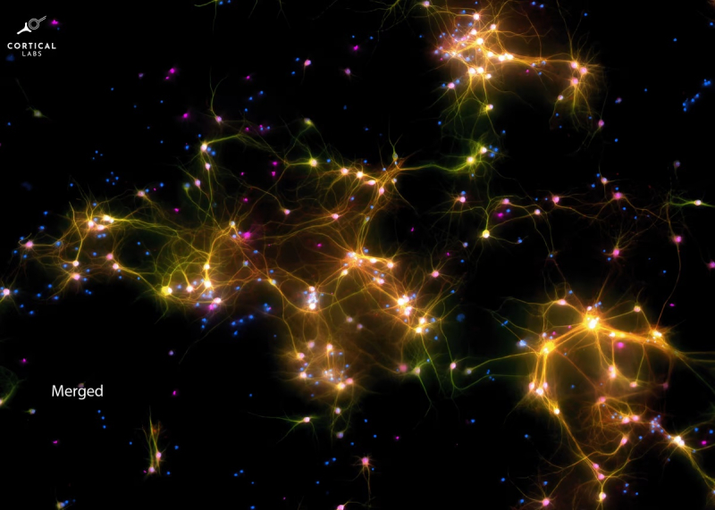  DishBrain с клетками, выделенными с помощью флуоресцентных маркеров / Источник изображения: Cortical Labs 