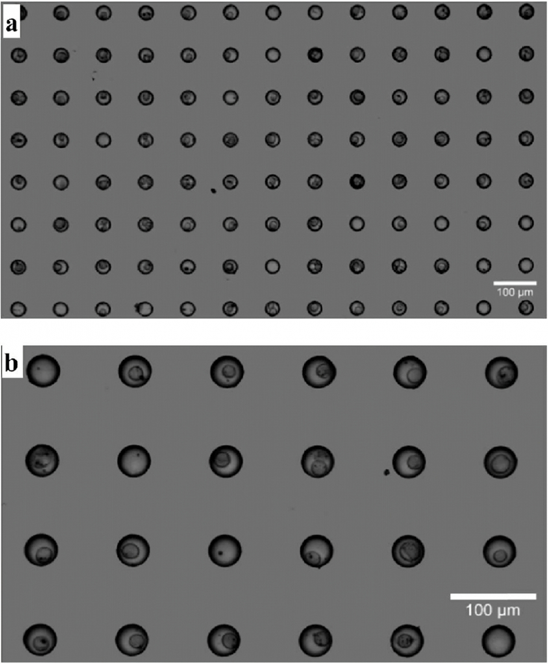  Отдельные биологические клетки, угодившие в ячейки микротитрационного планшета% длина масштабного отрезка — 100 мкм (источник: Chinese Academy of Sciences) 