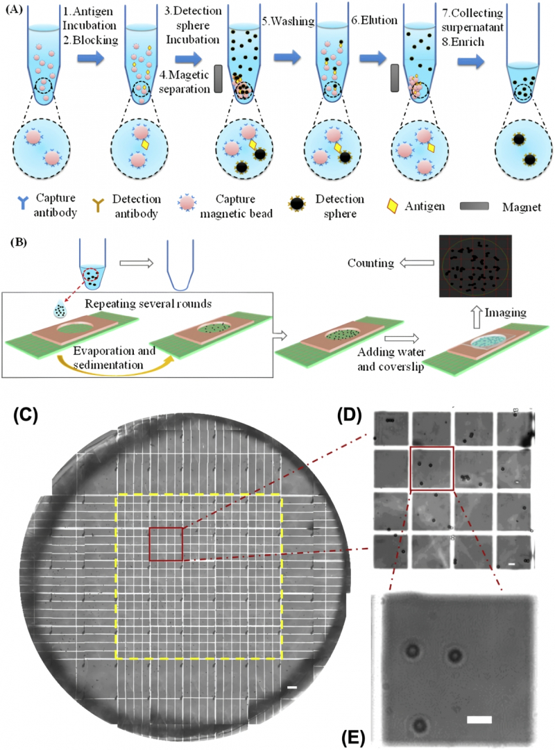  Отдельные биологические клетки, угодившие в ячейки микротитрационного планшета% длина масштабного отрезка — 100 мкм (источник: Chinese Academy of Sciences) 