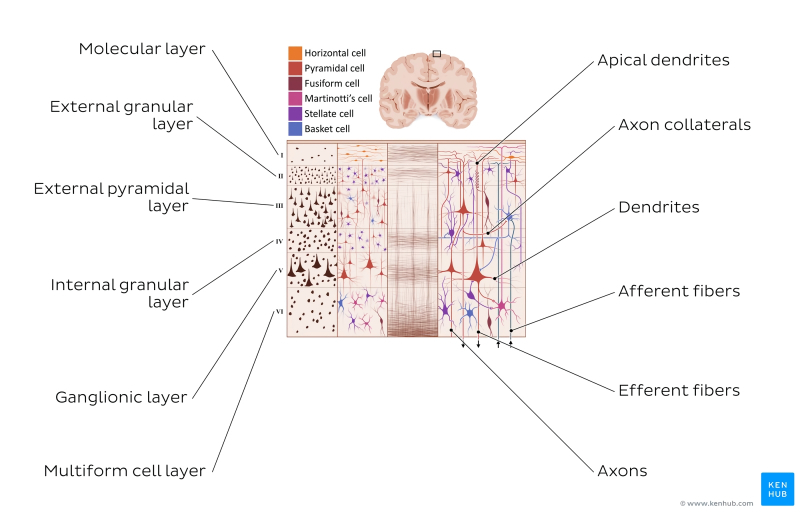  Различные слои и клетки коры головного мозга (источник: Kenhub) 