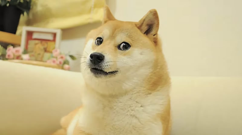 Из жизни ушла собака, подарившая миру мем Доге и ставшая символом Dogecoin