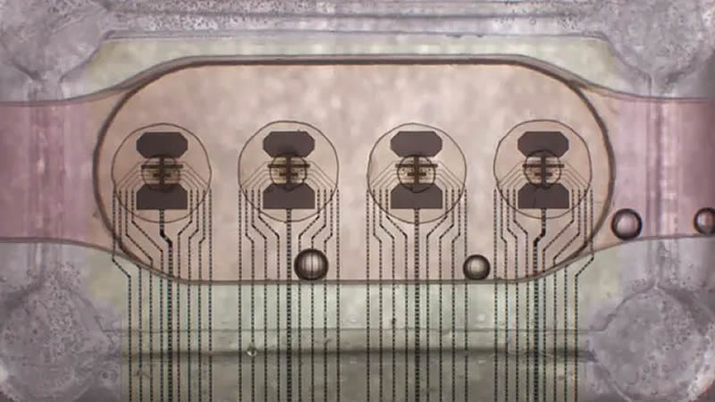 Запущен первый в мире биопроцессор из 16 органоидов мозга с удалённым доступом — он обладает высочайшей энергоэффективностью