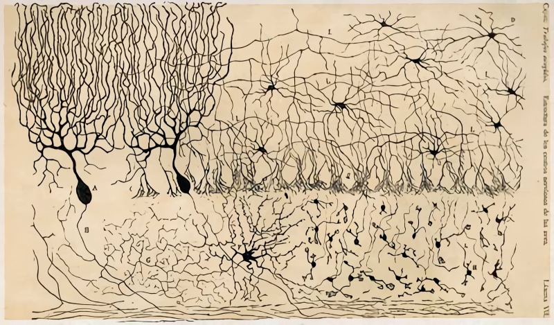  Зарисовка различных типов нейронов куриного мозжечка и их межсоединений, которую выполнил испанский нейроанатом Сантьяго Рамон-и-Кахаль (Santiago Ramón y Cajal); публикация 1905 г. (источник: Wikimedia Commons) 