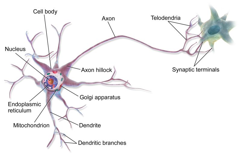 Схематическое устройство многополярного (т. е. имеющего множество дендритов) нейрона, — именно такие образуют бóльшую часть нервной ткани головного мозга (источник: Wikimedia Commons) 