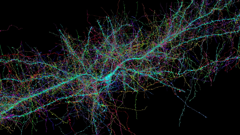  Так выглядит дендритная структура всего лишь одного биологического нейрона (источник: Harvard University/Google) 