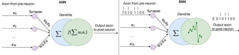  Схематические изображения принципов действия перцептронов «обычной» искусственной нейросети (ANN) и импульсной (SNN) (источник: PubMed) 