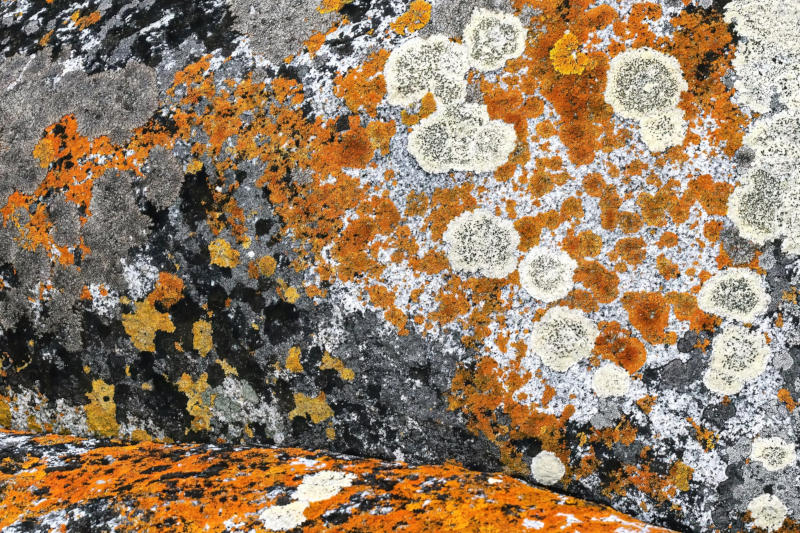 У земных лишайников обнаружился потенциал для выживания на Марсе