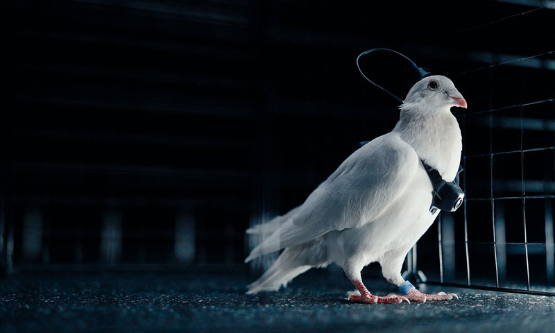 Российская Neiry представила управляемых голубей-биодронов PJN-1 это живые птицы с чипированным мозгом