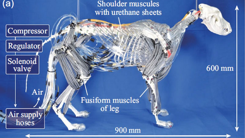 Слабонервным не смотреть: японцы создали анатомически точную копию робопса с мышцами и без кожи