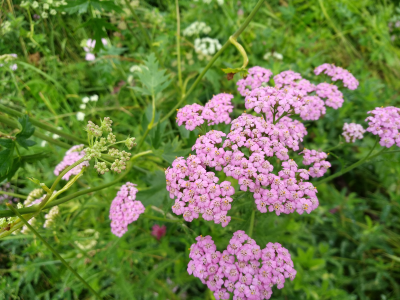 Xiaomi mi max 2 есть ли nfc в телефоне