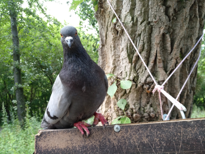 Xiaomi mi max 2 есть ли nfc в телефоне